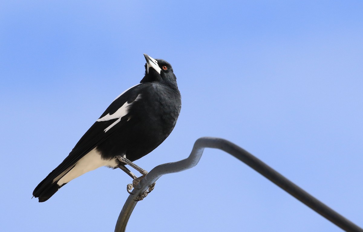 Australian Magpie - ML55305411