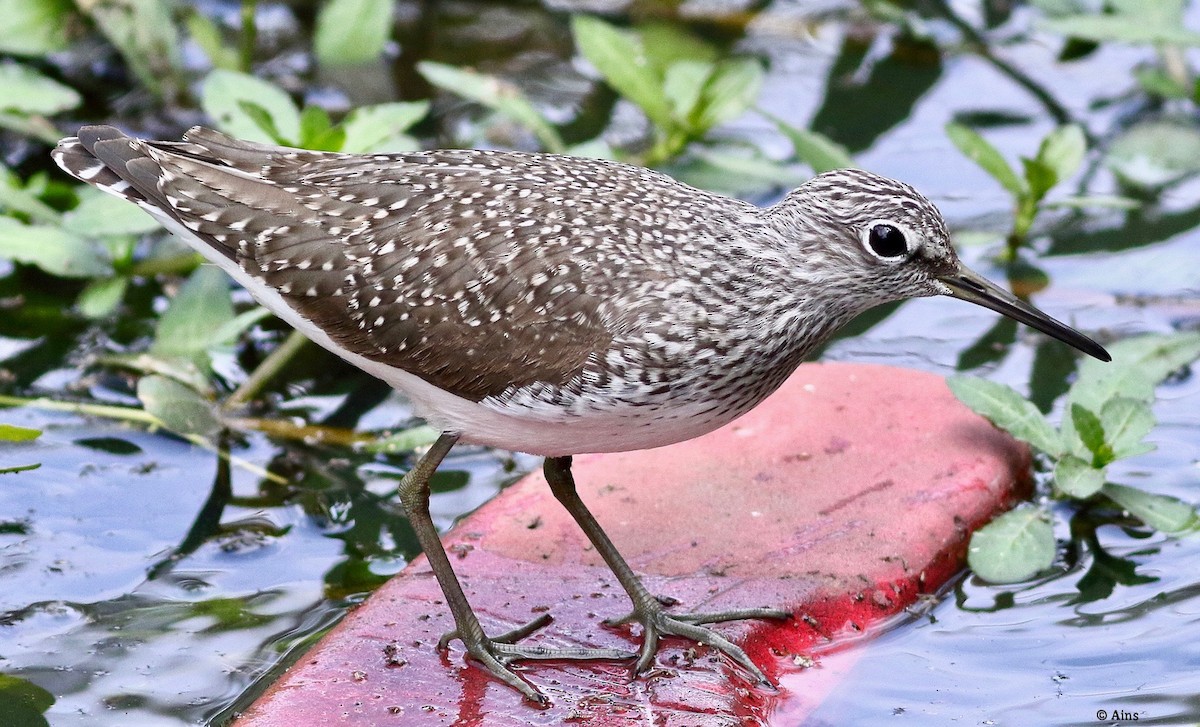 Green Sandpiper - ML553055531