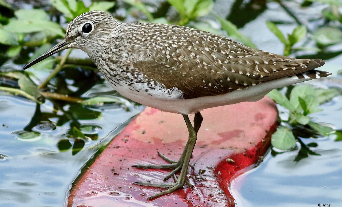 Green Sandpiper - ML553055541