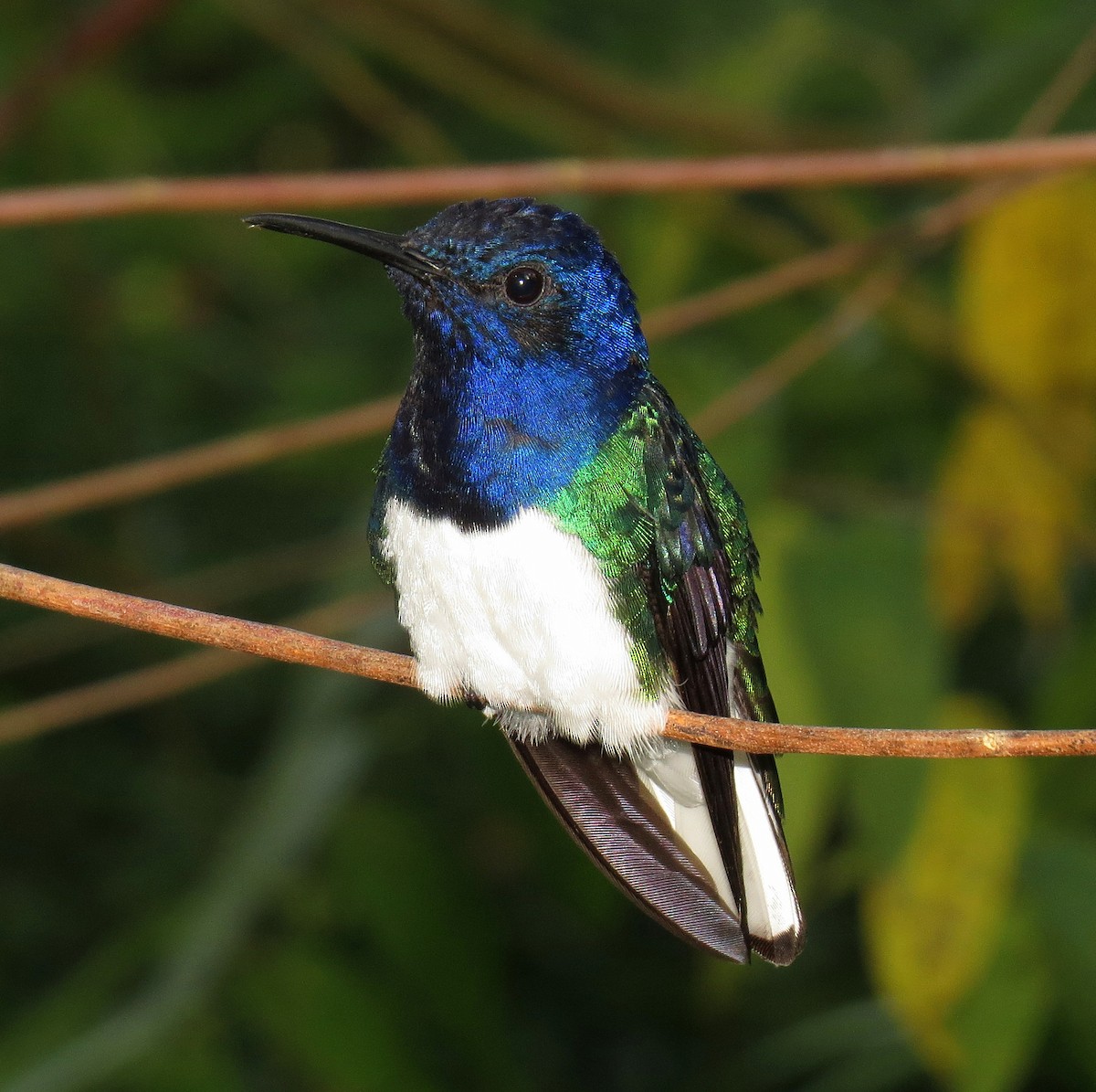 White-necked Jacobin - ML553055611