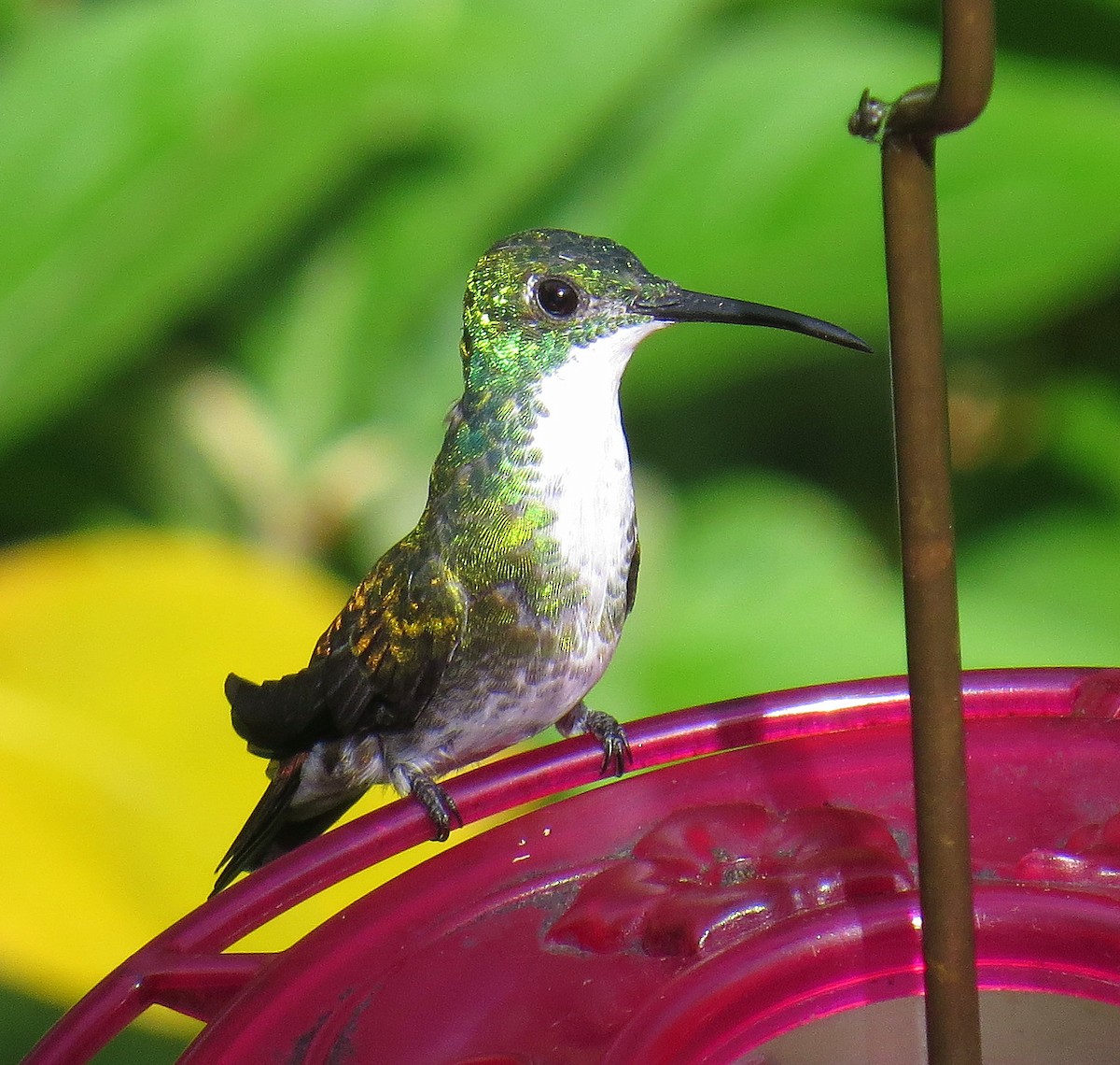 White-chested Emerald - ML553055731