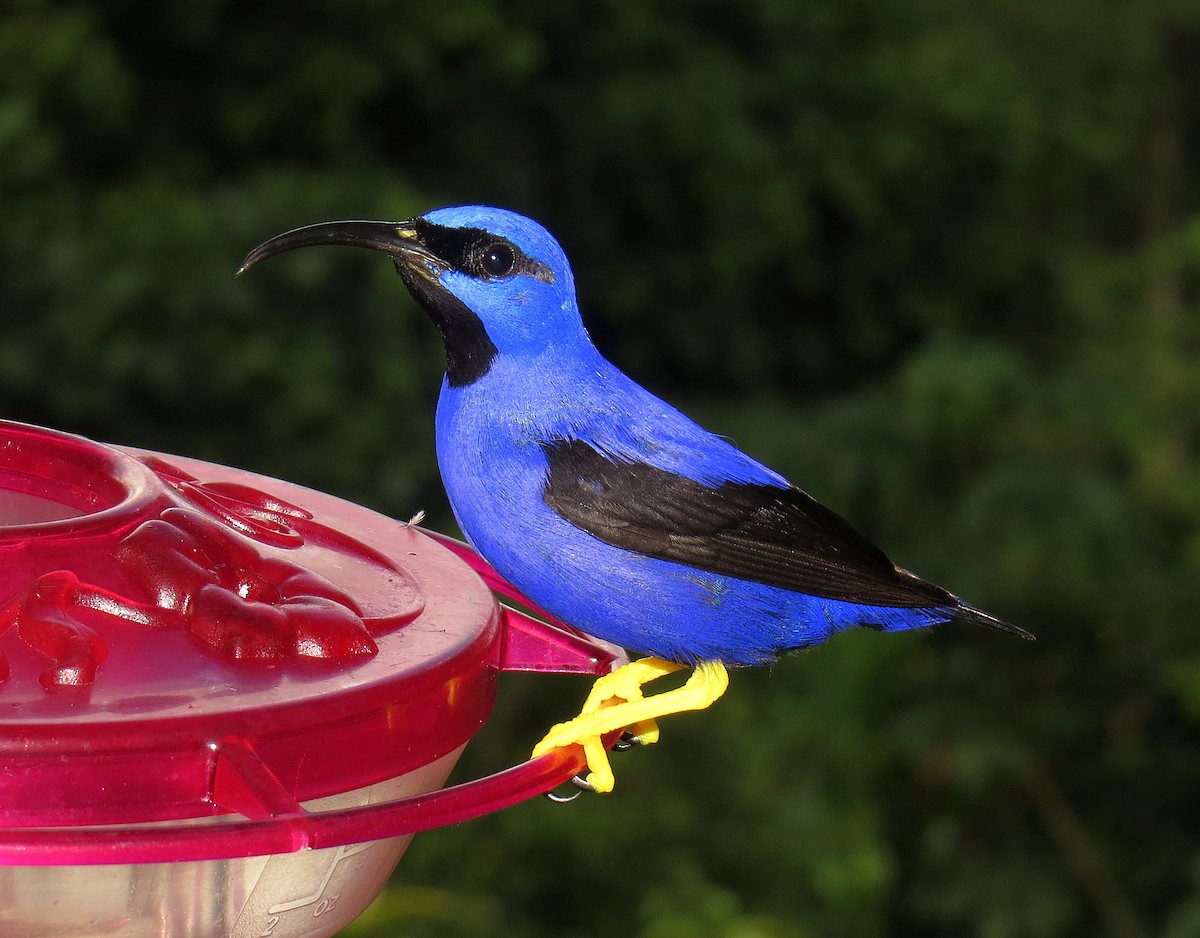 Purple Honeycreeper - ML553055831
