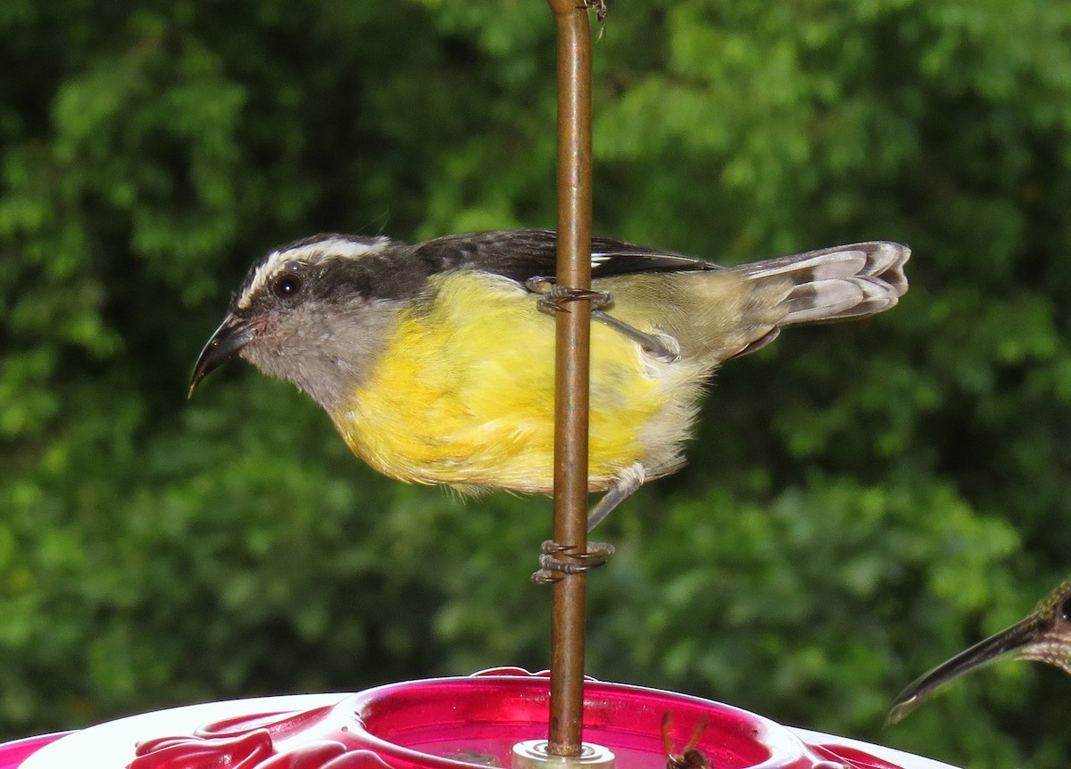 Bananaquit - ML553055871