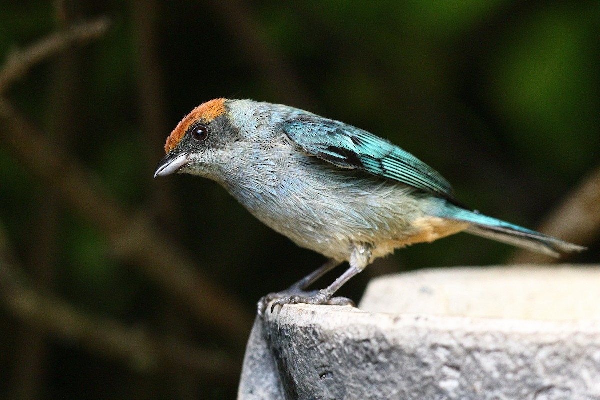 Scrub Tanager - ML553058741