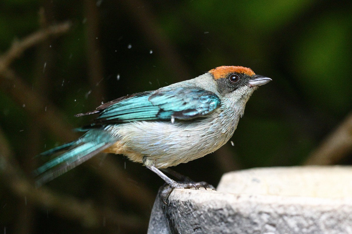 Scrub Tanager - ML553058781
