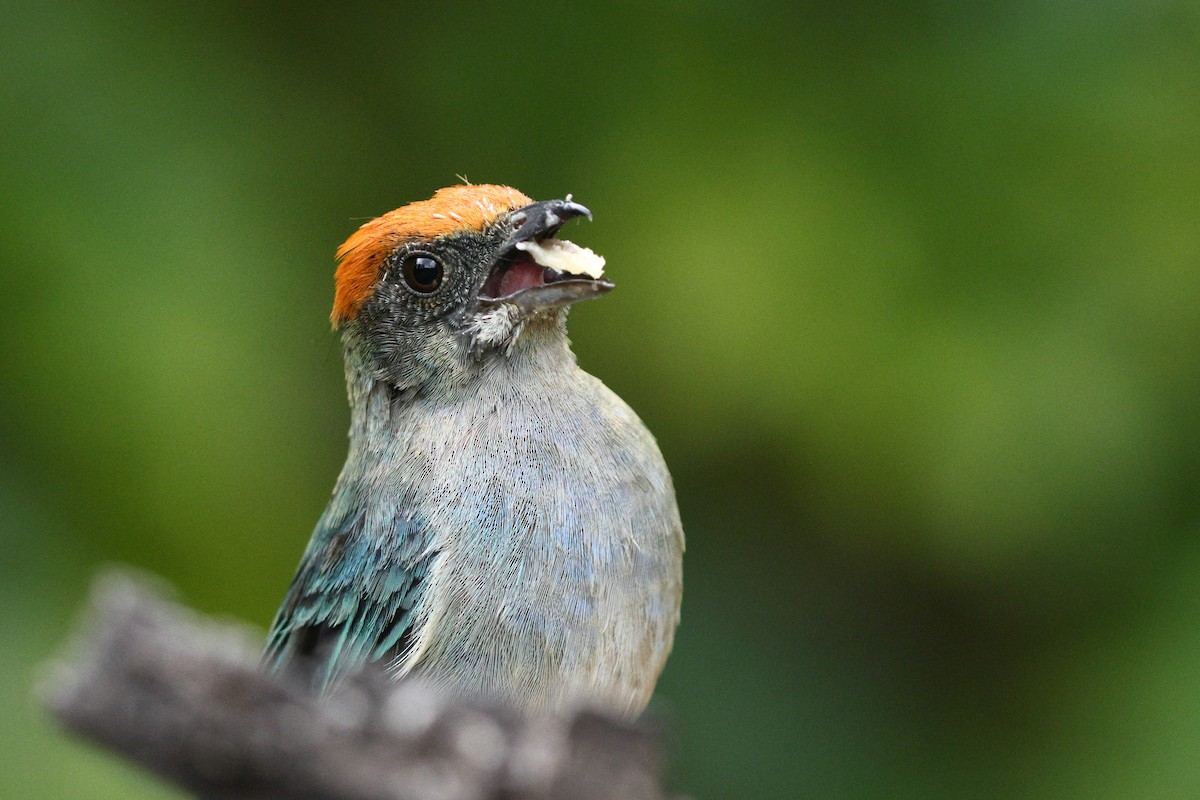 Scrub Tanager - Sam Zhang