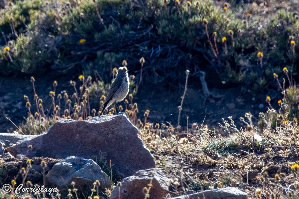 Black-fronted Ground-Tyrant - ML553060981