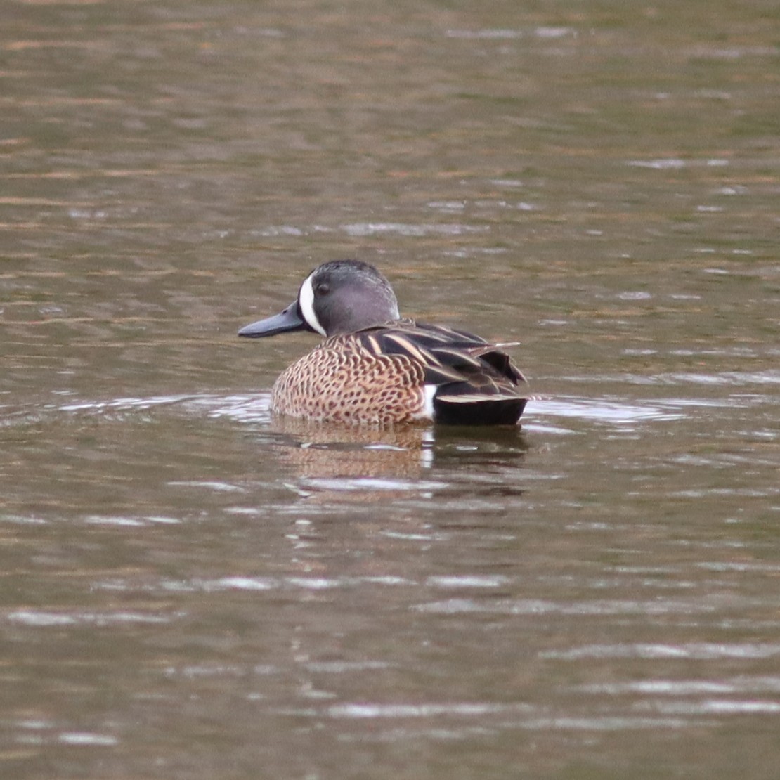 Blue-winged Teal - ML553061921