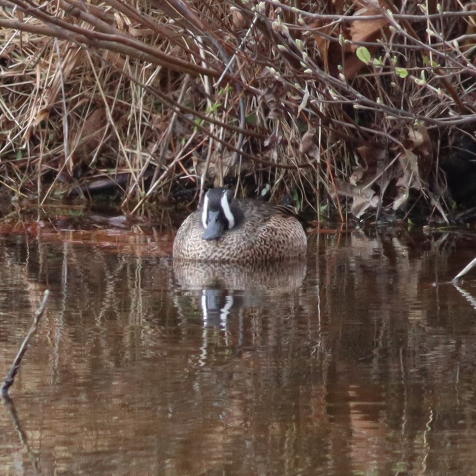 Blue-winged Teal - ML553061991