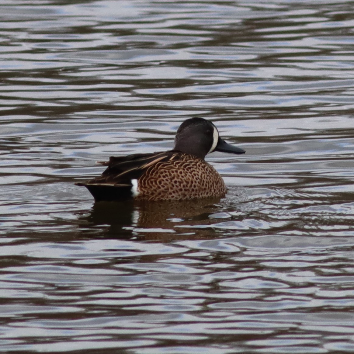 Blue-winged Teal - ML553062001