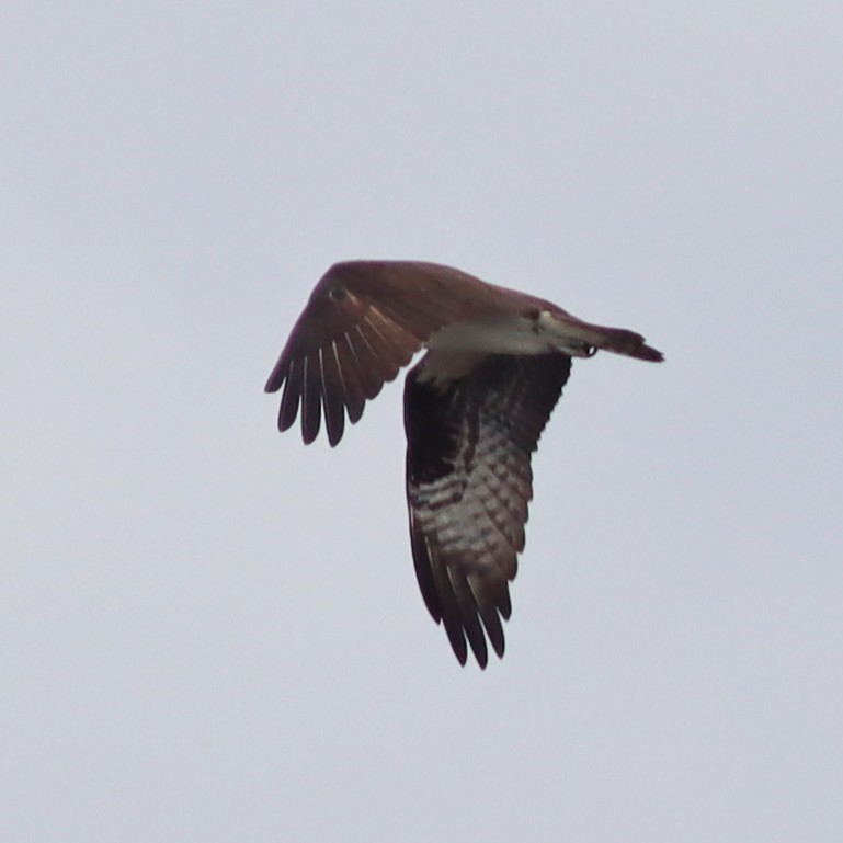 Osprey - ML553062061