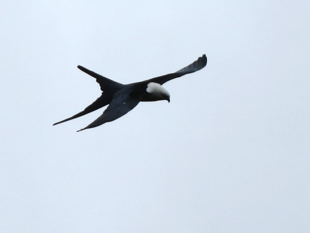 Swallow-tailed Kite - ML553062321