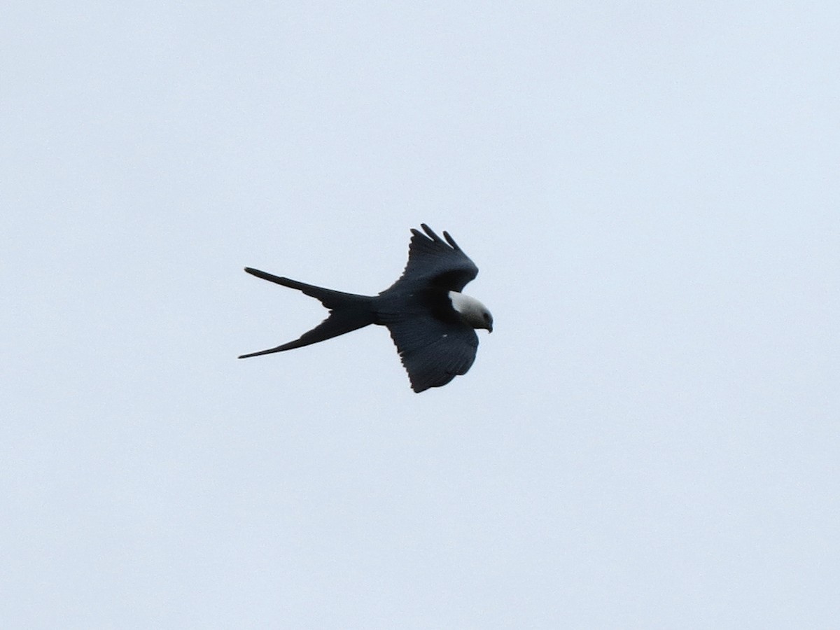 Swallow-tailed Kite - ML553062331