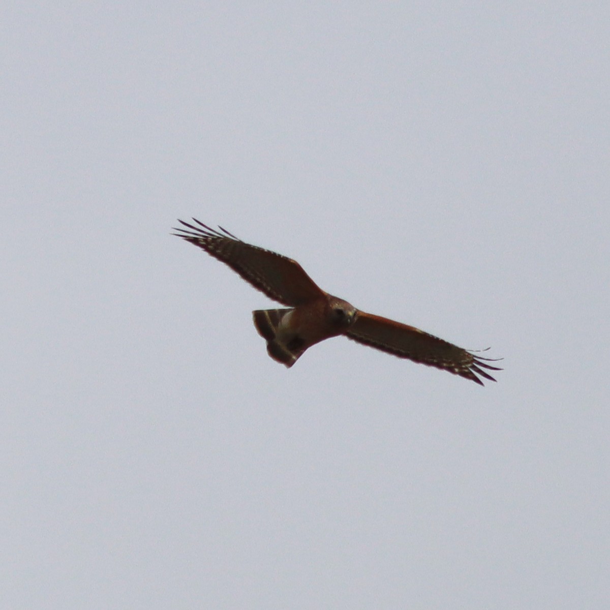 Red-shouldered Hawk - ML553062391