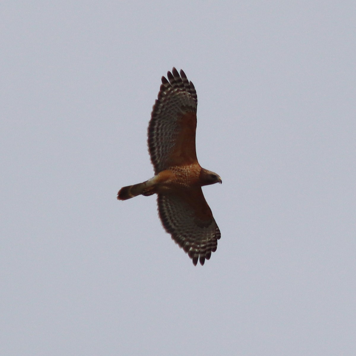 Red-shouldered Hawk - ML553062401