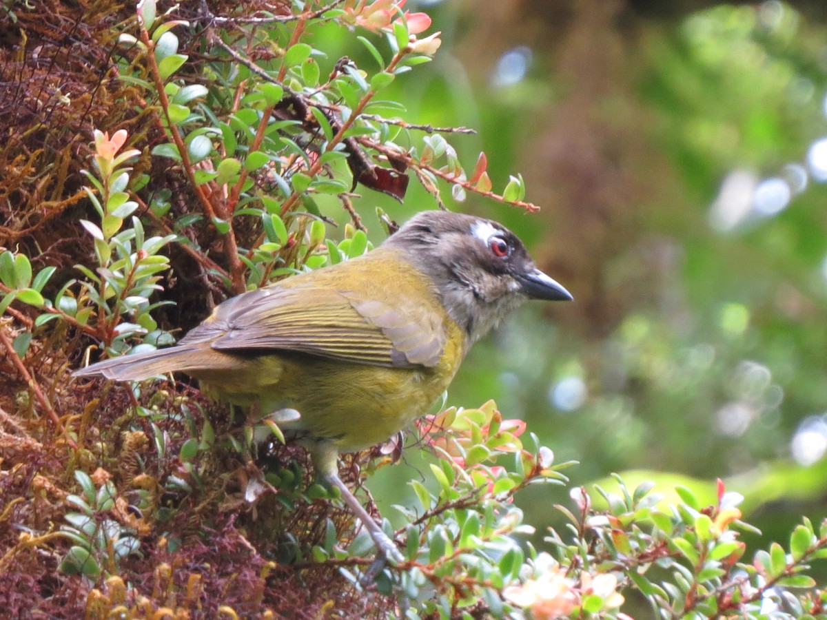 Common Chlorospingus - ML553062431