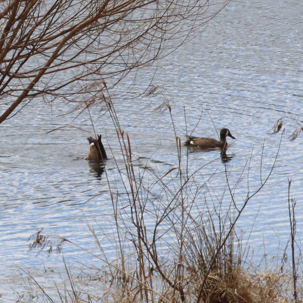 Blue-winged Teal - ML553062681