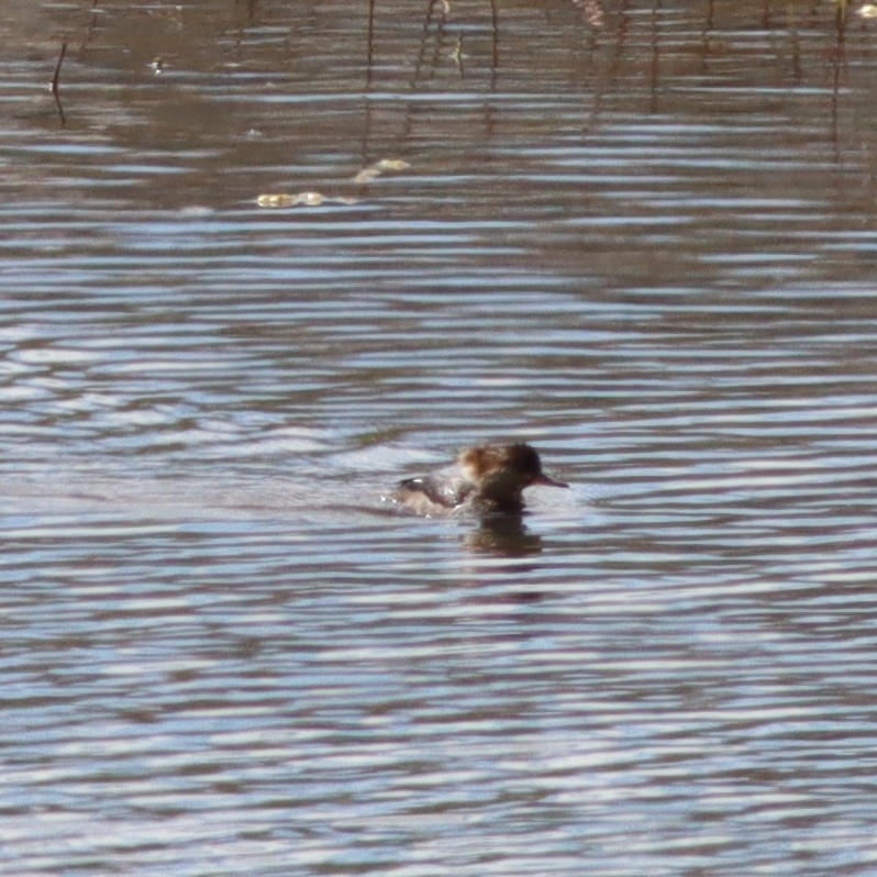 Hooded Merganser - ML553062871