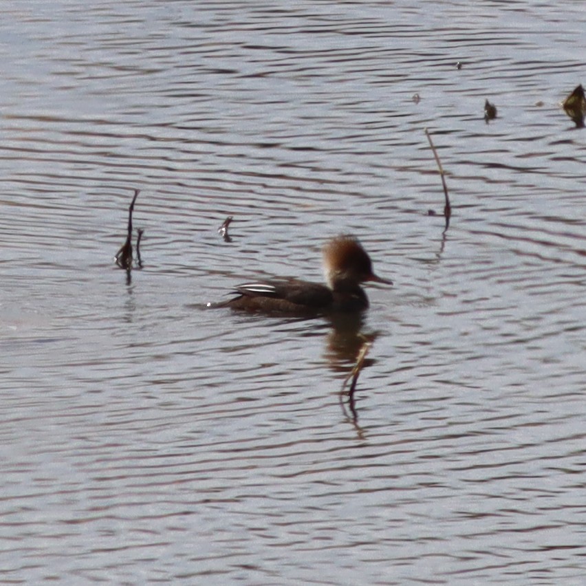 Hooded Merganser - ML553062881