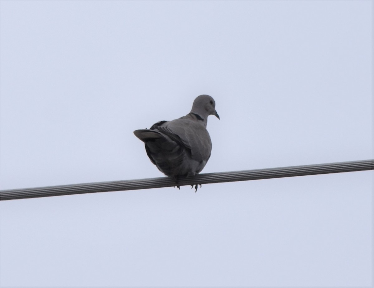 Eurasian Collared-Dove - ML553063261