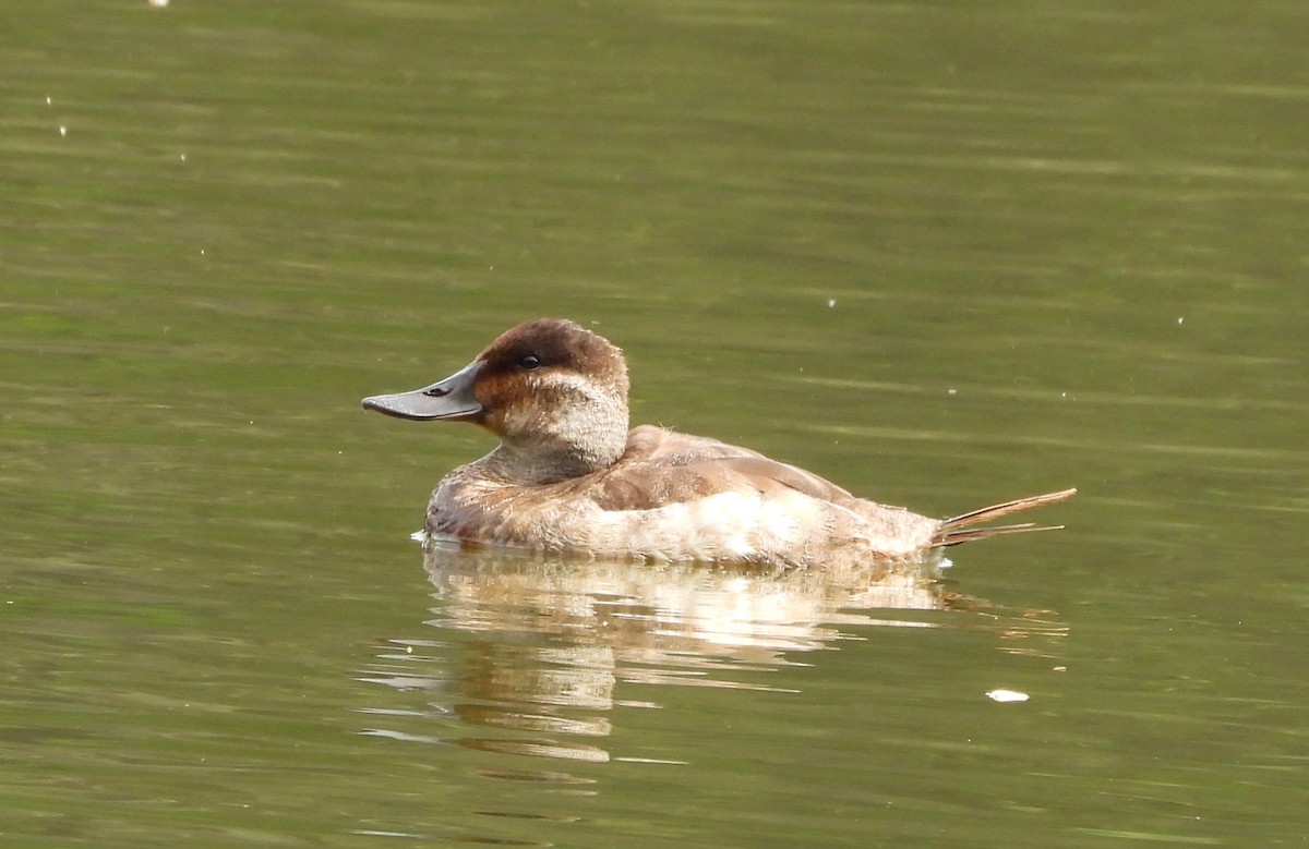 Ruddy Duck - ML553064791