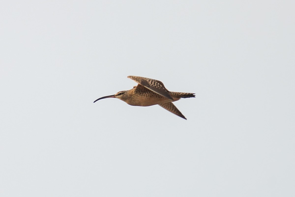 Whimbrel (Hudsonian) - ML553064841
