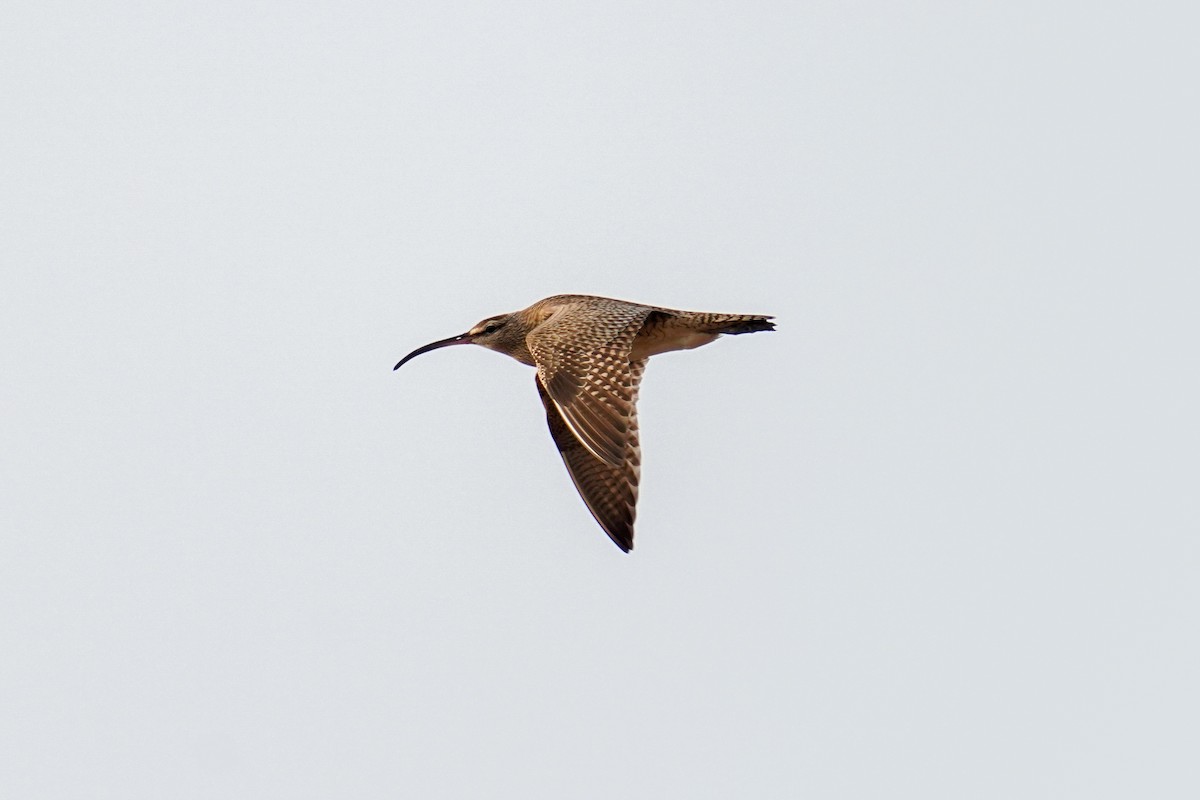 Whimbrel (Hudsonian) - ML553064861