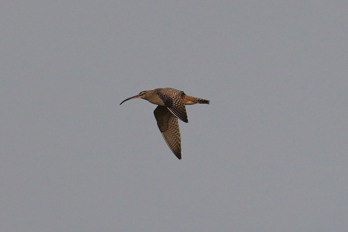 Whimbrel (Hudsonian) - ML553064891