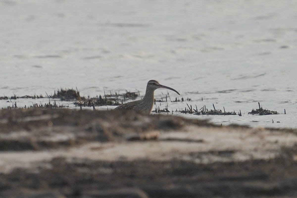 Whimbrel (Hudsonian) - ML553064921