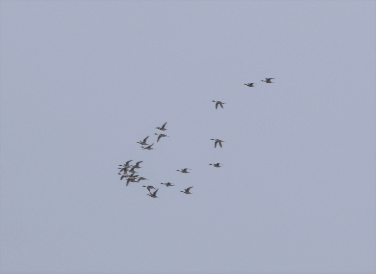 Northern Pintail - ML553065611