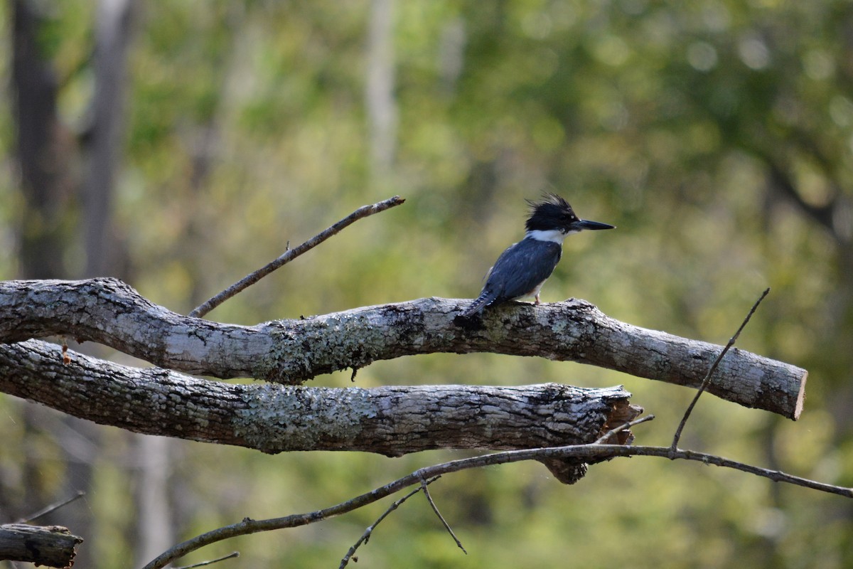 Belted Kingfisher - Marie Dugan