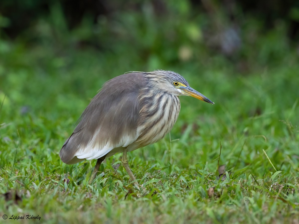 Javan Pond-Heron - Károly Lippai