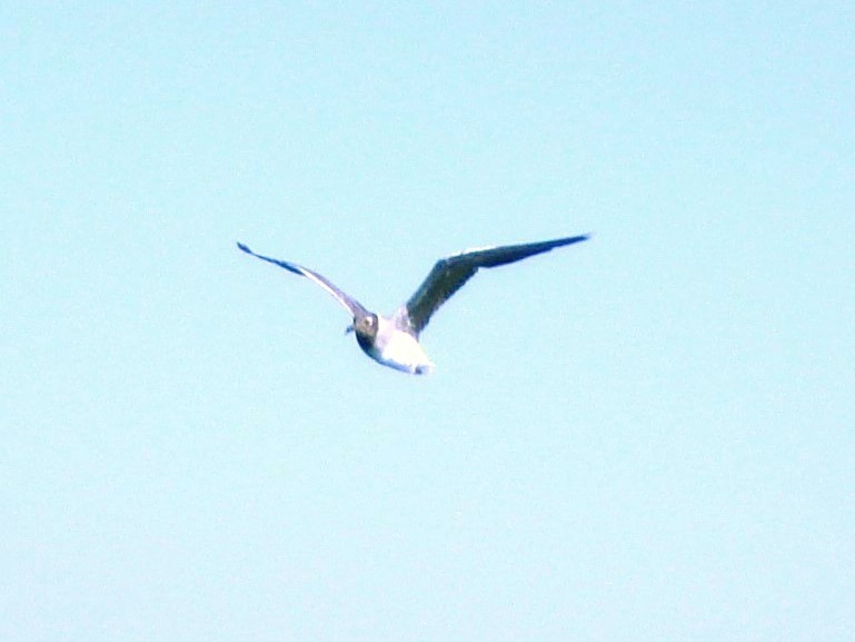 White-eyed Gull - ML553067431