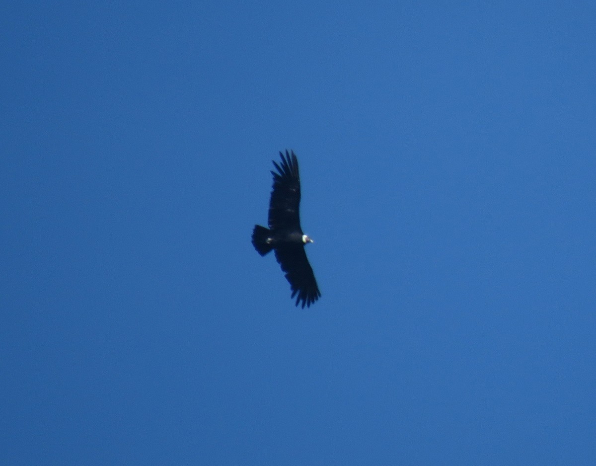 Condor des Andes - ML553067521