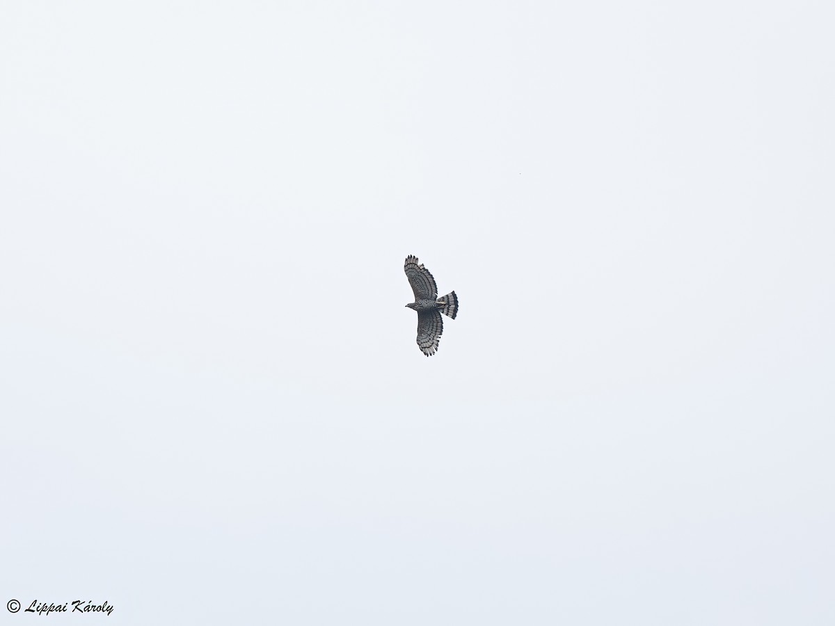 Wallace's Hawk-Eagle - Károly Lippai