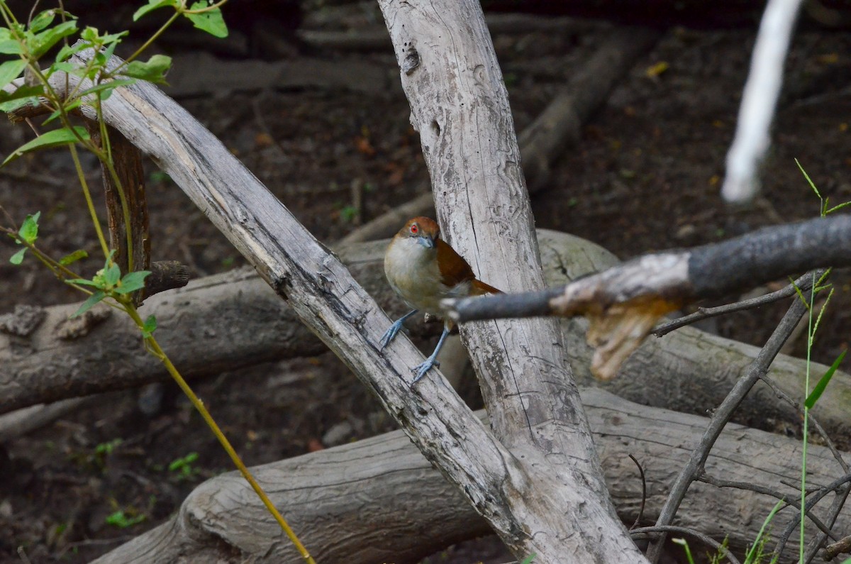 Great Antshrike - ML553068841