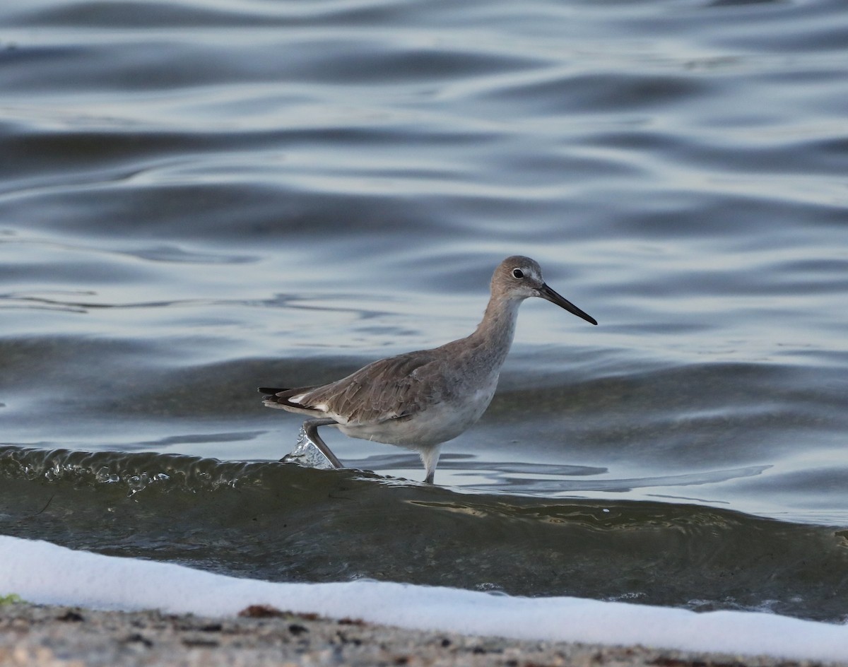 Willet - ML553069301