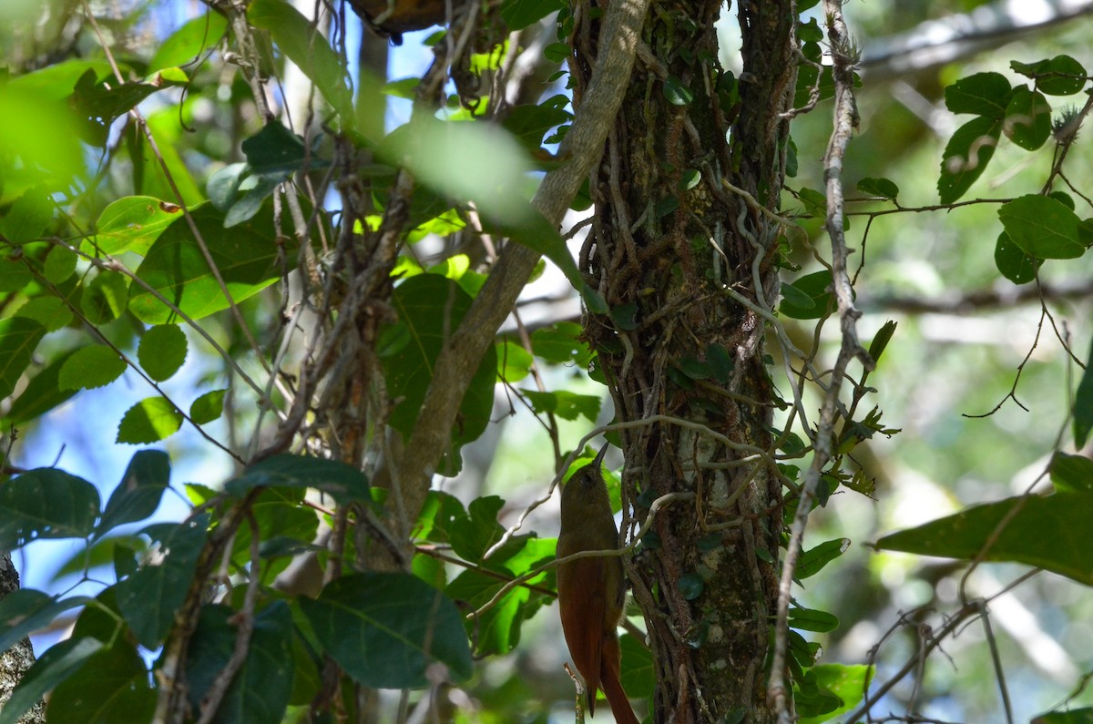 Olivaceous Woodcreeper - Francisco Gambino