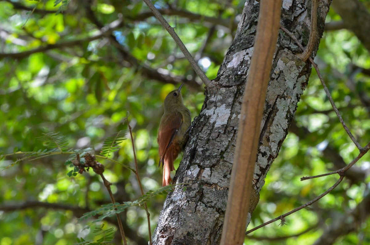 Olivaceous Woodcreeper - Francisco Gambino