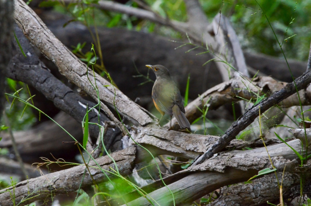 Rufous-bellied Thrush - ML553069671