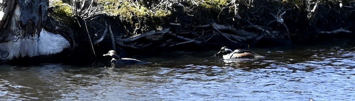 Hooded Merganser - ML553069751