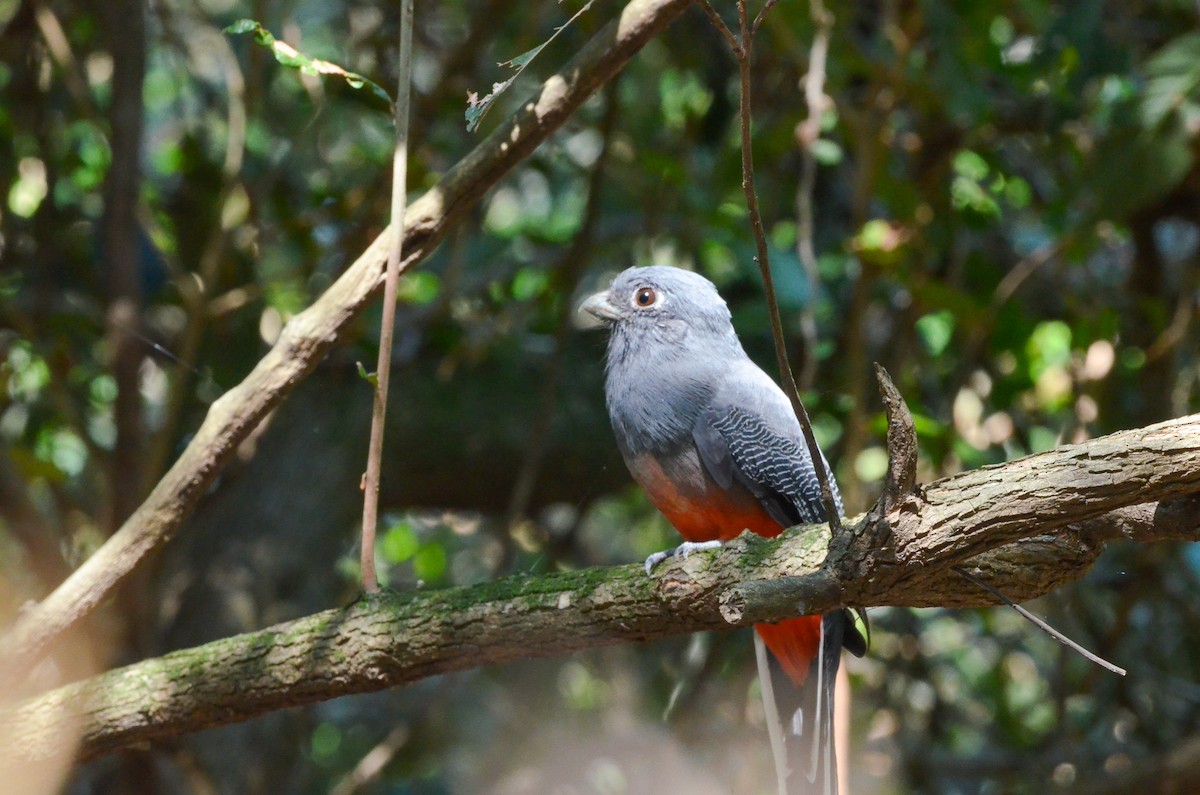 Surucua Trogon - ML553069951