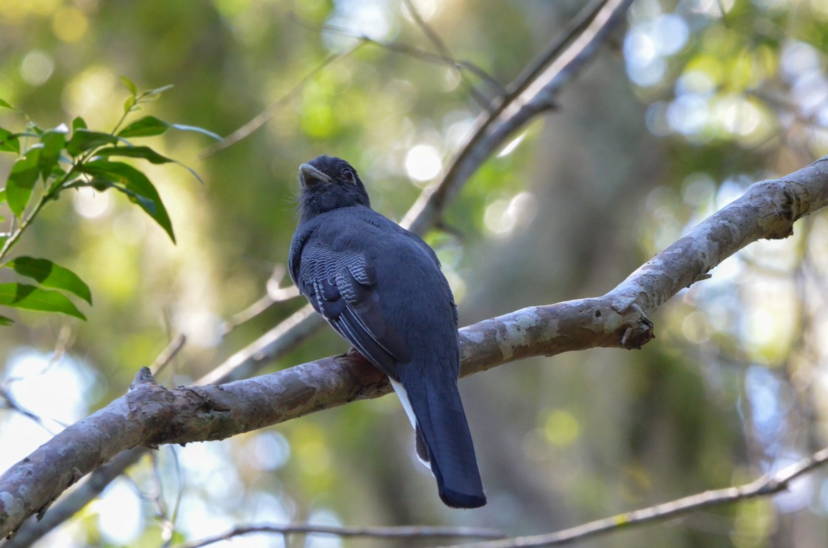 Surucua Trogon - ML553069961