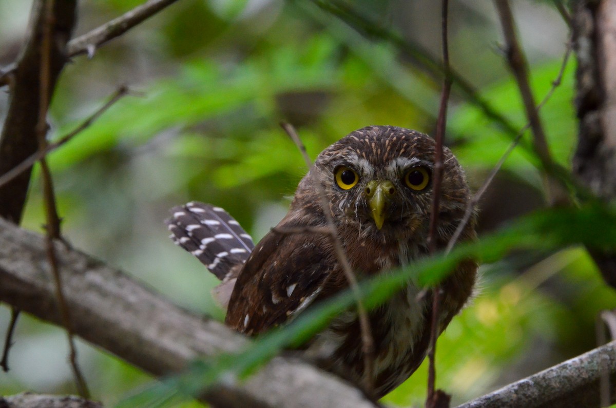 Ferruginous Pygmy-Owl - Francisco Gambino