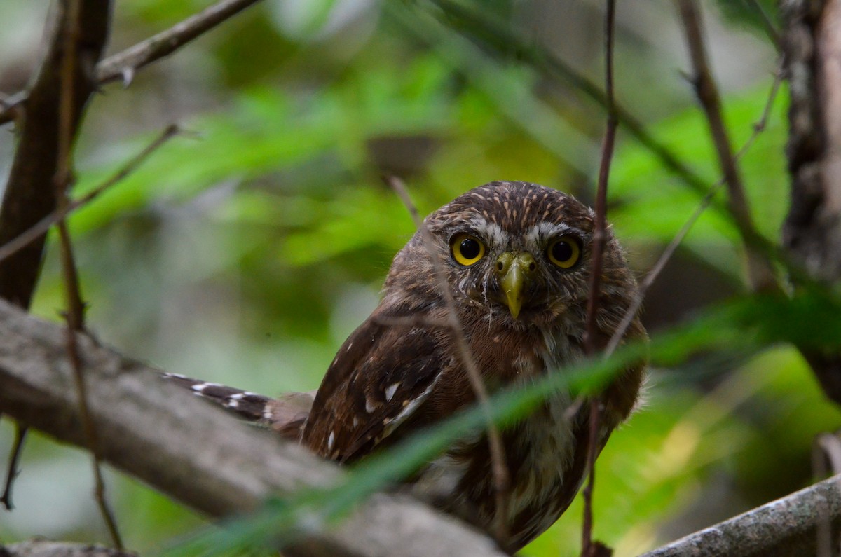 Ferruginous Pygmy-Owl - Francisco Gambino