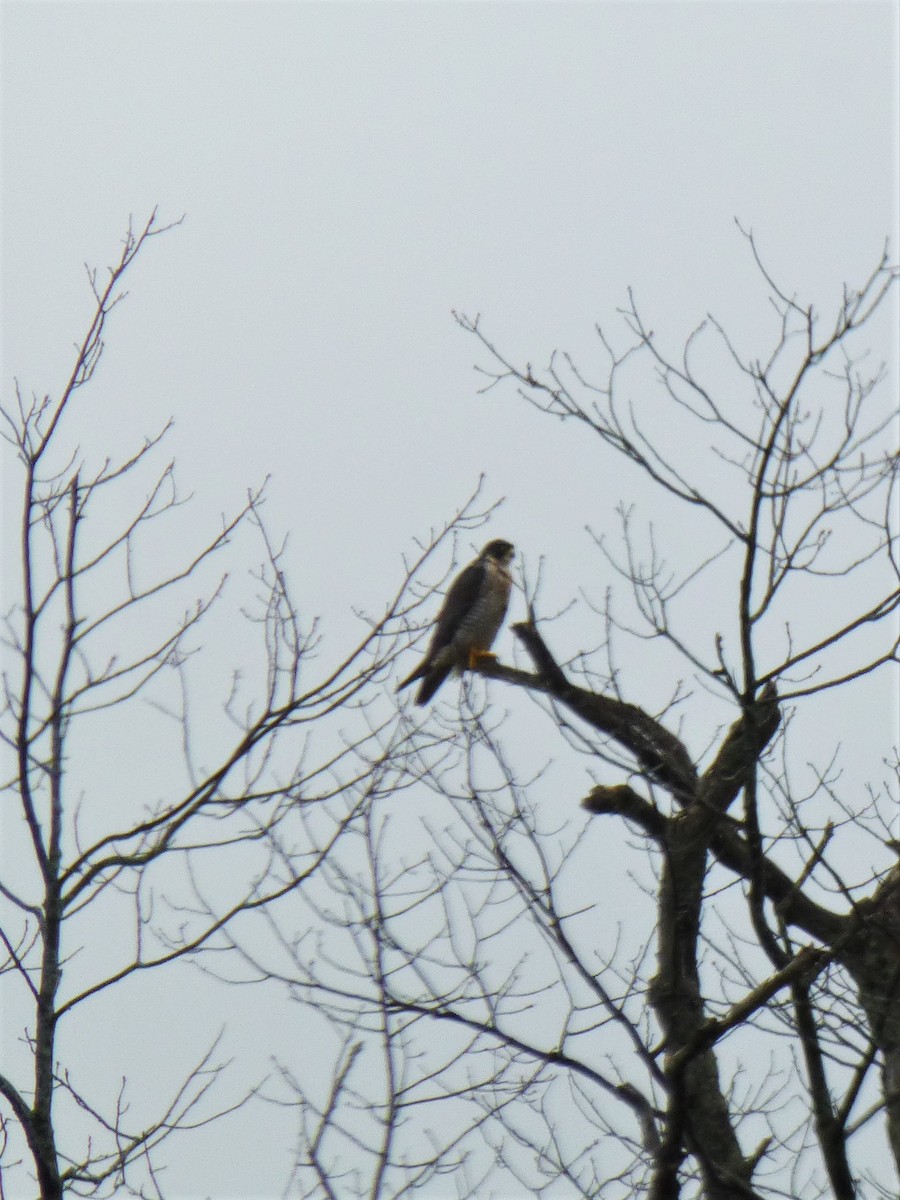 Peregrine Falcon - ML55307021