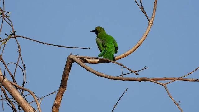 Golden-fronted Leafbird - ML553070431