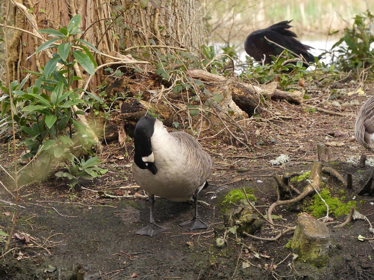 Canada Goose - ML553071451