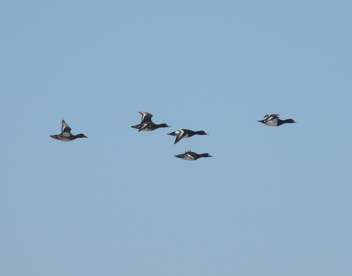 Greater Scaup - ML553072431