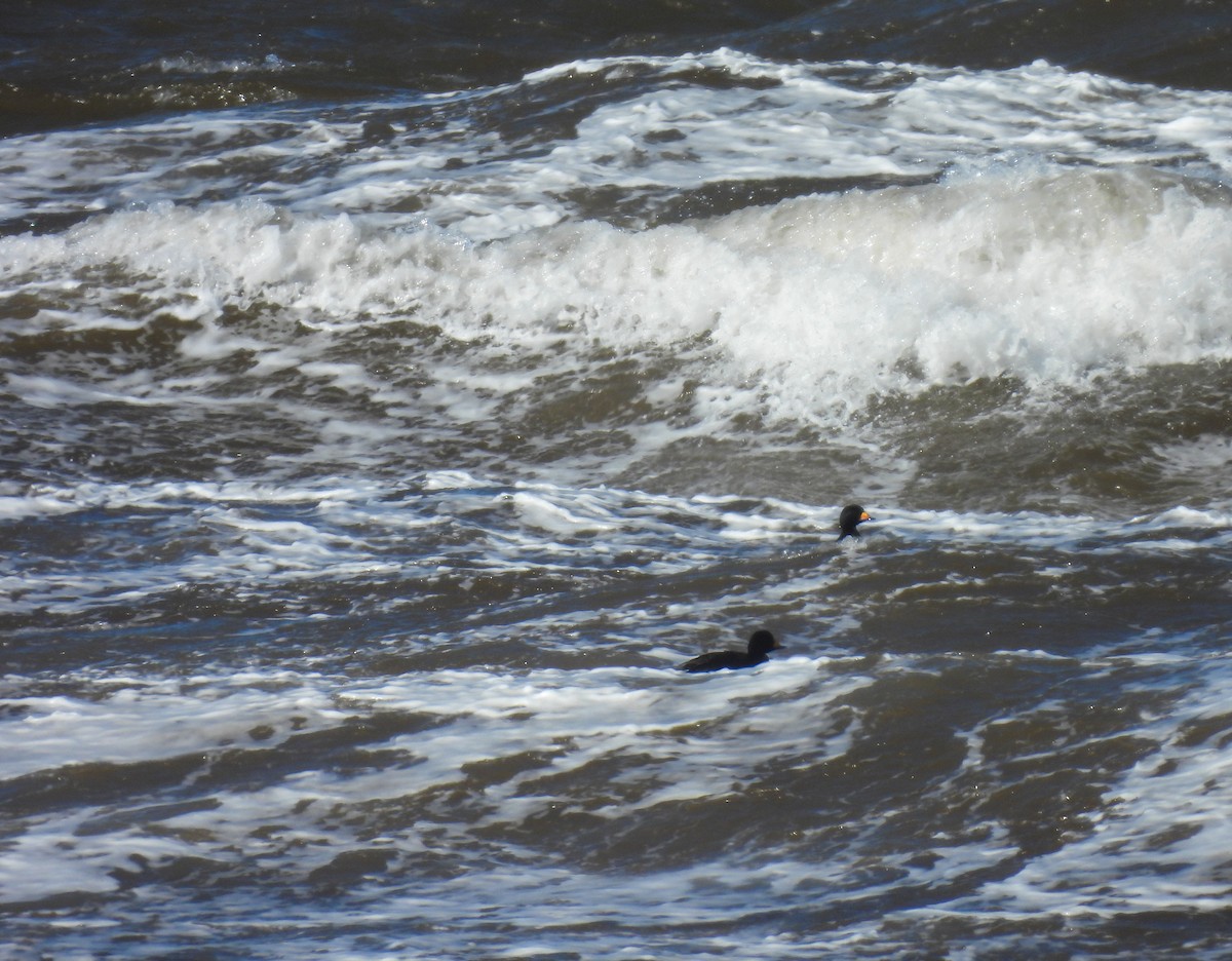 Black Scoter - ML553072491